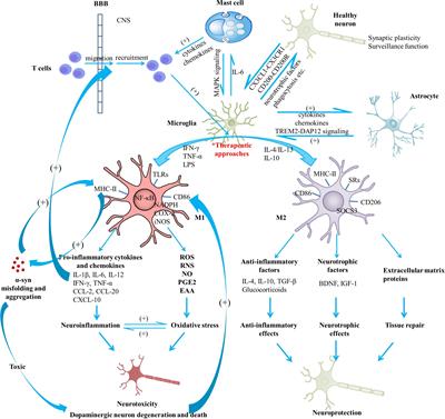 Pharmacological Targeting of Microglial Activation: New Therapeutic Approach